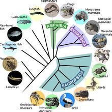 现代生物进化理论_360百科