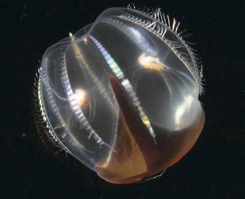 柏林深海奇异生物展