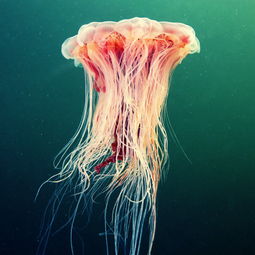 那些美到如梦似幻的海洋生物