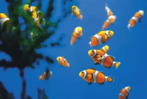 春节的昆明 鲜花与海洋的新奇组合重装上阵