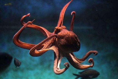 被囚禁在婴儿躯壳中的34岁灵魂 为何永不衰老？