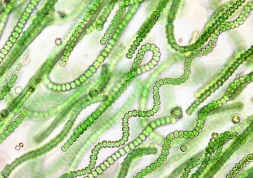 古代生物与石油形成 巨大储量与生物来源的平衡解析